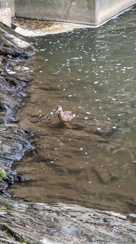 Book Publishing Update!